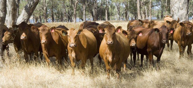 Cattle standing in grass looking at camera