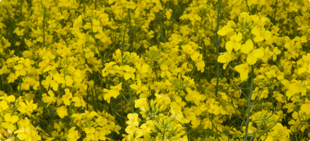 Close-up of flowering canola