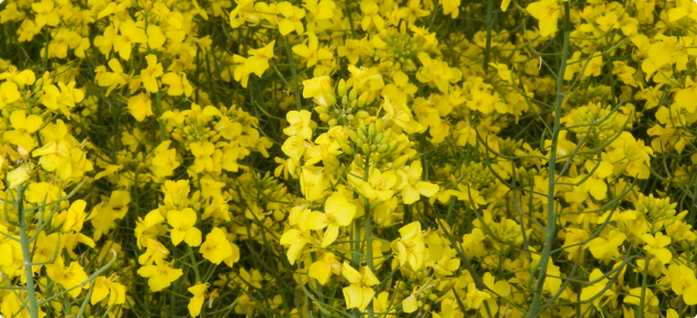 Canola