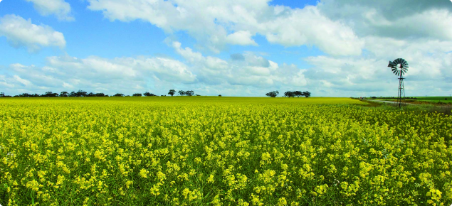 Canola