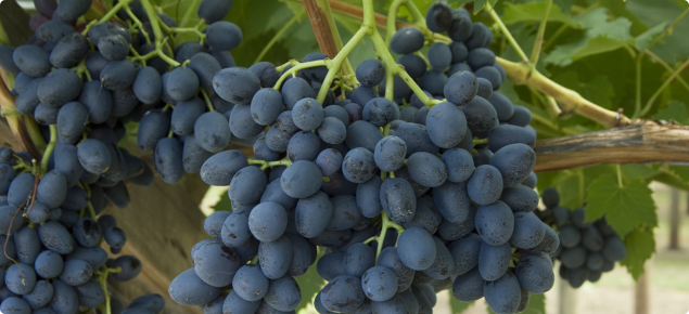 Airfield bracket price Minimum standards of maturity for table grapes in Western Australia |  Agriculture and Food