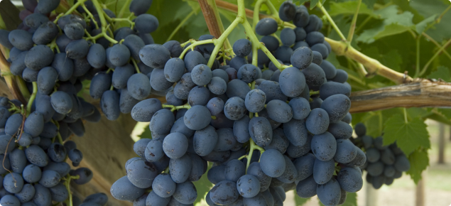 Airfield bracket price Minimum standards of maturity for table grapes in Western Australia | Agriculture and Food Airfield bracket price Minimum standards of maturity for table grapes in Western Australia | Agriculture and Food