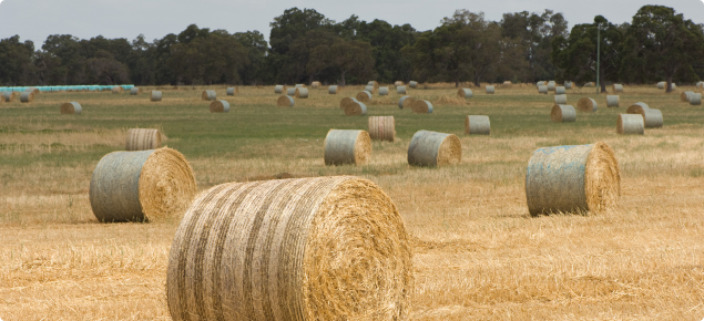 Round hay bales in a paddock ready for collections
