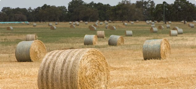 Large round bales of hay scattered through a paddock ready for collection