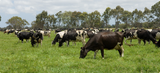Dairy cattle grazing in paddock