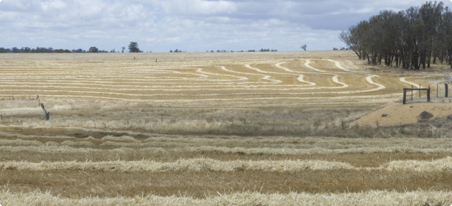 Rows of windrowed hay in paddocks ready for baling