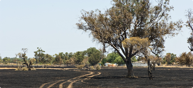 Agricultural land burnt by fire