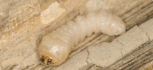 EHB Larvae