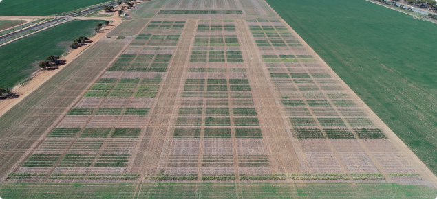 Aerial view of cropping trial in paddock