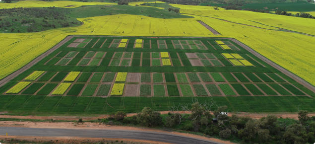 Aerial view of cropping trial in paddock