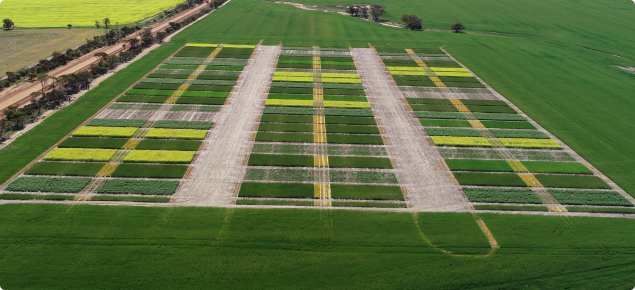 Aerial view of cropping trial in paddock