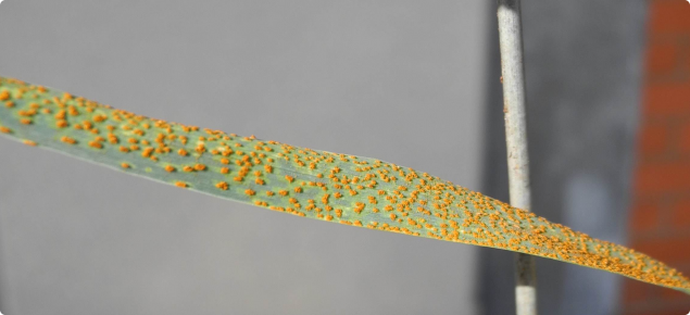 close up of rust on leaf