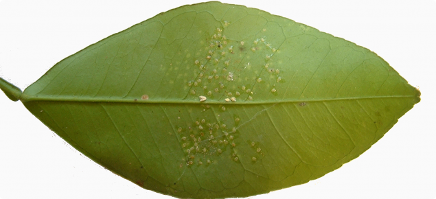 Citrus whitefly nymphs
