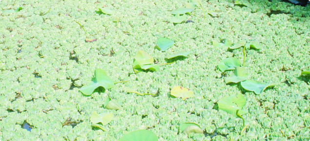 Water lettuce invasion