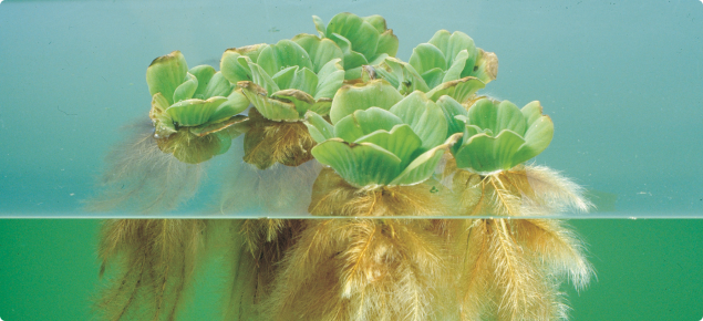 Water lettuce is a free-floating aquatic weed