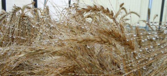Image of wheat head following misting of water in the glasshouse