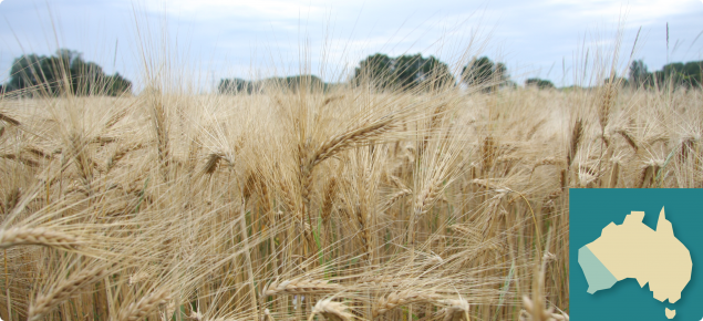 Wheat ready for harvest