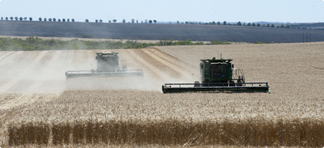 Mature wheat being harvested