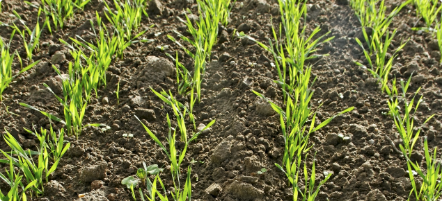 image of wheat seedlings