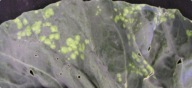 light green circles on the upper surface of a cauliflower leaf
