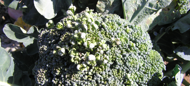 Abnormal growth of broccoli head due to white blister infection
