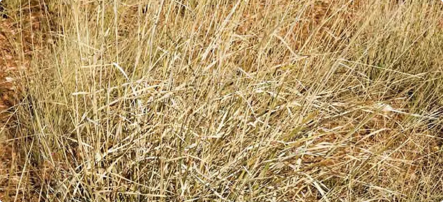 Photograph of white grass plants in the Kimberley, Western Australia