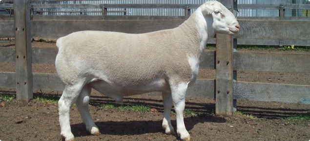 A white dorper ram in good condition and ready for mating.