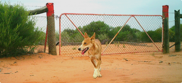 Wild dog near fence