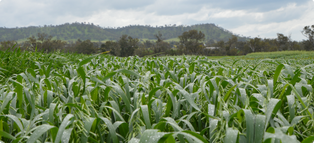 The foreground shows a trial plot of Williams oats at early pannicle emergence.  The crop is green against a background of an overcast day after a shower of rain.  The crop is still wet and on the horizon more clouds are forming behind low hills.