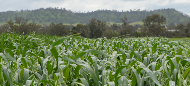 Spring growth of an oat crop in York 2013