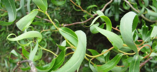 Willow (Salix sp.) leaves.