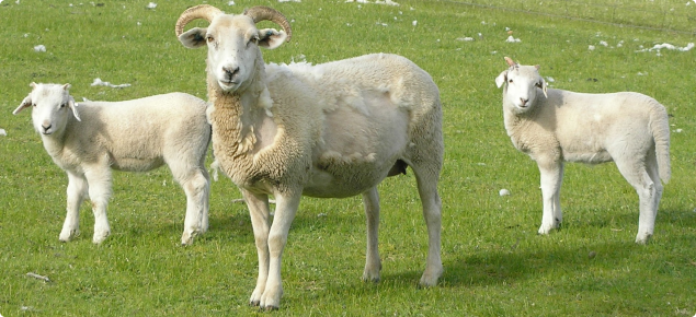 Wiltshire horn ewe and lambs