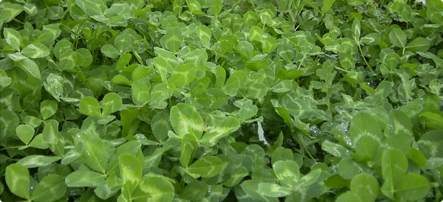 Winter sward of Cefalu arrowleaf clover showing green leaves with multiple leaf marks of different coloured bands