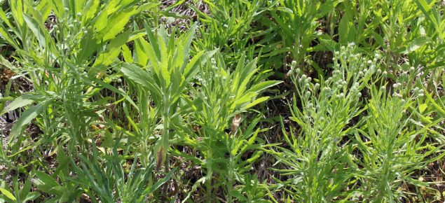 Flaxleaf and tall fleabane