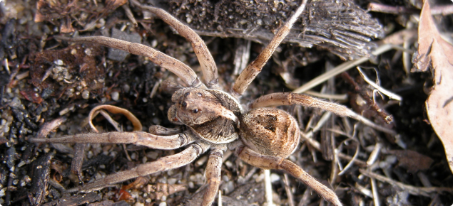 A wolf spider camoflaged in mulch, sand and leaf litter