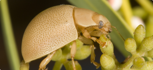 Close up showing the light brown Leaf eating ladybeetle on vegetation