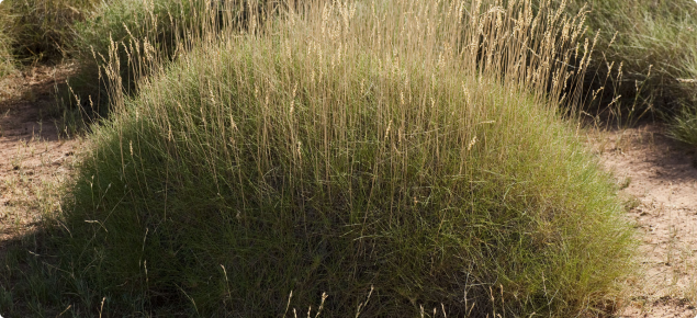Hard spinifex hummock.