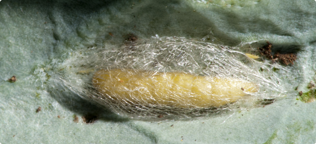 Diamondback moth pupa