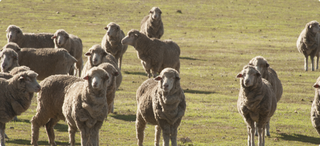 Sheep grazing