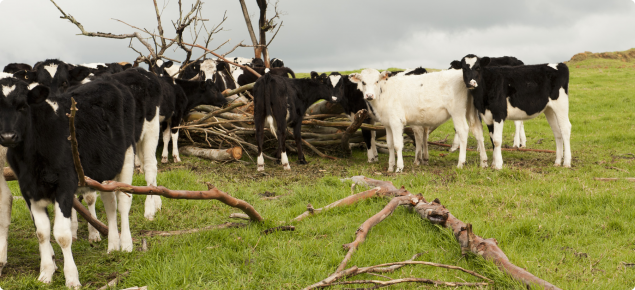 Cows standing in paddock with trees nearby