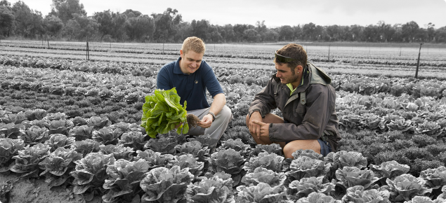 DAFWA Development Officer Rohan Prince and a vegetable farmer crouching in a field of lettuces with Rohan holding a lettuce plant in his hands inspecting the roots.