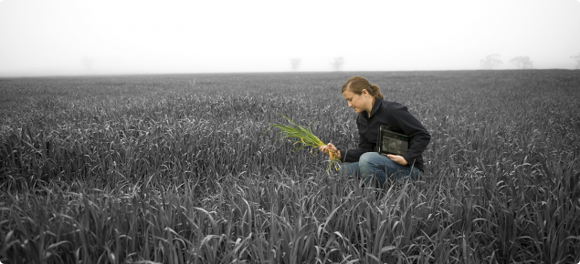 DAFWA Development Officer Kelly Ryan kneeling in a wheat field examining some wheat in one hand with an iPad tucked under her other arm.