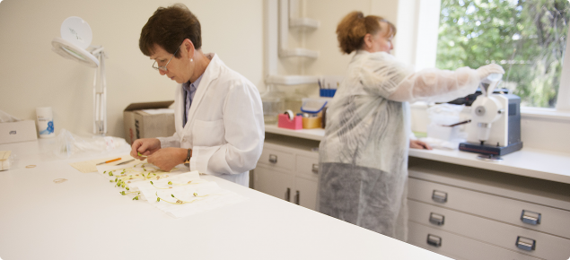 Working in the Seed laboratory