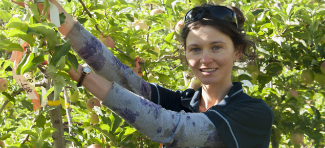 Technical officer Lisa Starkey checking on fruit development in the demo plot at Matijari Orchards