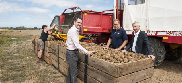 Potatoes being loaded into a bin after harvest