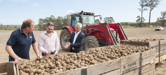 Potatoes in crates on-farm