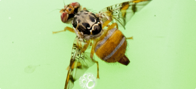 Fruit fly  Agriculture and Food