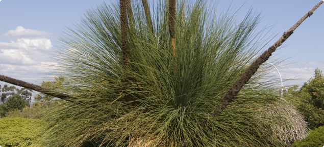 Grass tree with six brown flower spikes and fine green foliage.