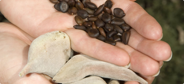 Acacia erioloba seeds and furry seed pod