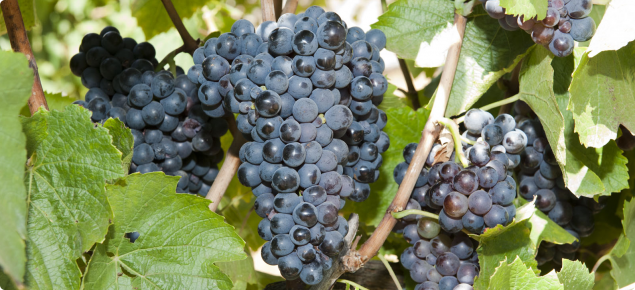 Gamay wine grapes